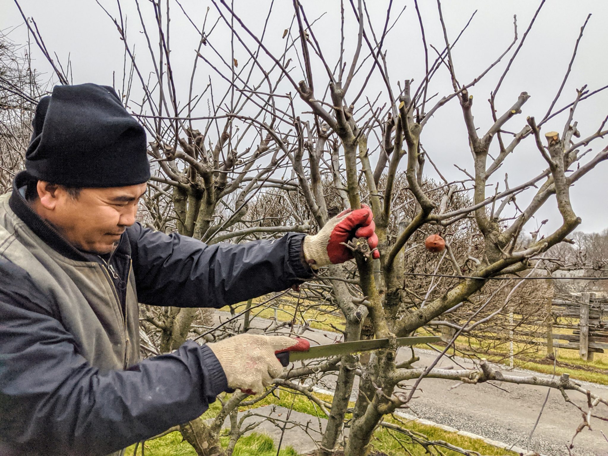 Pruning Apple Trees The Martha Stewart Blog