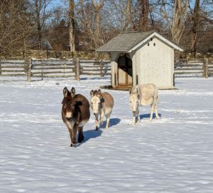 They also love visitors, especially those with treats. Rufus, "Truman Junior," and Clive are coming to the fence to say hello - hello my gorgeous donkeys!