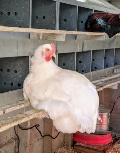 Inside the coop, one of my two white Plymouth Rock large fowl hens is resting comfortably - she looks like she feels right at home.