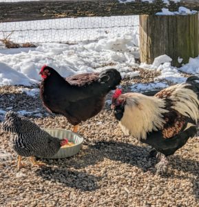 The rooster on the right is a Faverolle. The Faverolle is a French breed developed in the 1860s in north-central France. They are very unique looking with their muffs, beards, and feathered feet. These birds are very friendly and curious.