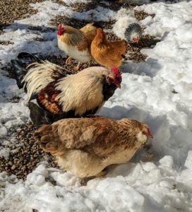 The Faverolle hens are beautiful, with snowy breasts and fluffy white faces. Their backs are a lovely honeyed salmon color with white lacing.
