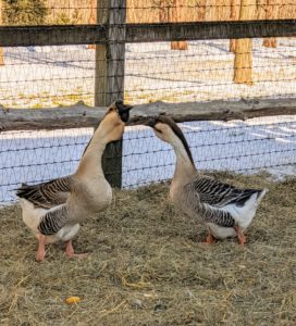 And this is my new pair of Brown African Geese - a breed of domestic goose derived from the wild swan goose. The African goose is a massive bird. Its heavy body, thick neck, stout bill, and jaunty posture give the impression of strength and vitality - they will all be great additions to my beautiful flock.