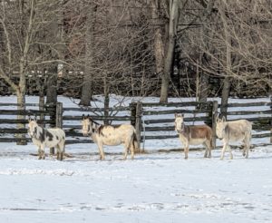 Here are four of my five donkeys - "Jude Junior," Billie, "Truman Junior," and Clive. They love this weather and have naturally thick coats that protect them in the cold.