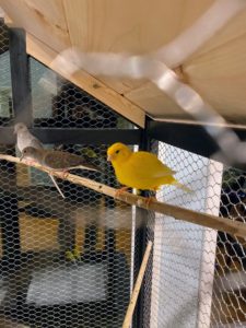 Here is one of the most prolific singing male canaries, “Butter,” as my god-sister affectionately named him, next to my pair of Diamond Doves. Diamond Doves do incredibly well with other small cage birds and pairs become quite bonded to one another. I highly recommend them to anyone looking for a pair of small doves or cage birds.