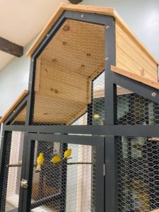 Here is one last picture of the birds in their new home. They enjoy having so much room to fly around and perch. Both Martha and I are incredibly pleased with how the cage turned out. Who knows, we may start a canary cage design company!