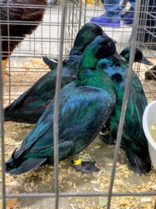 These are Black East Indie ducks. They are among the most popular bantam ducks at poultry shows. They tend to be much quieter than call ducks and are friendly and easy to keep.