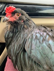 Unfortunately, Christopher's rooster and hen did not want to share the same crate on the way home, so the rooster road "shotgun" on Christopher's lap - he was quite happy the entire ride.