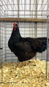 The Rhode Island Red is also the state bird of Rhode Island – elected to this honored position in 1954.