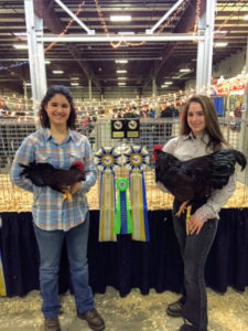 Sisters, Heather and Laura Candea also had winning poultry - Rhode Island Reds. Rhode Island Reds were created in America in the late 1800s as another dual-purpose fowl, meaning they were used for their eggs and their meat.