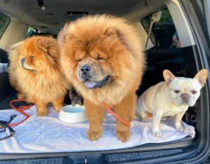 I take the dogs with me as often as I can. Here they are in the back of my SUV - Qin, Han and Creme Brulee, but look closely, Bete Noire is also there.