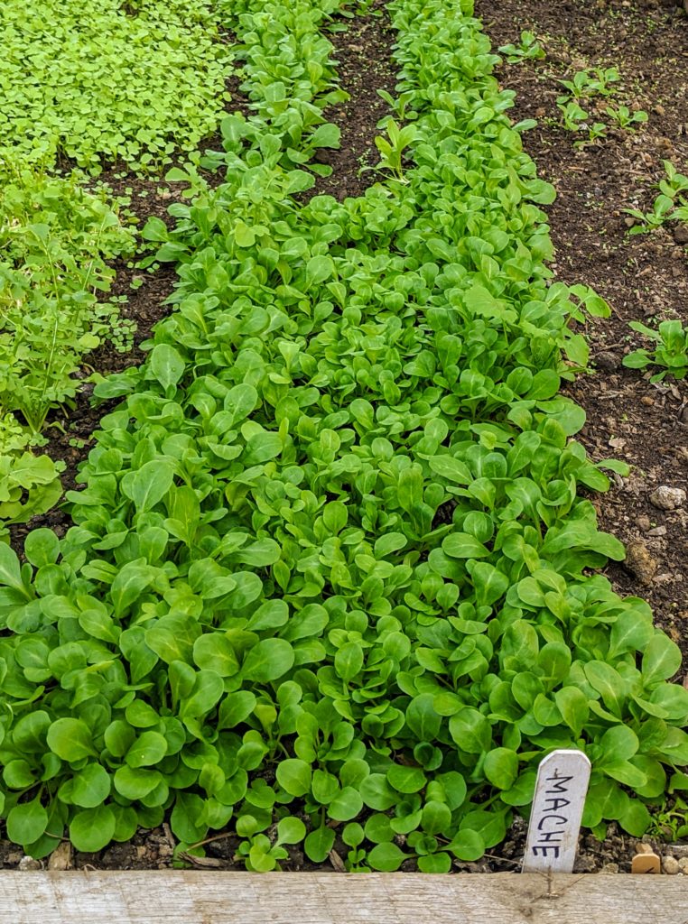 A Look Inside My Vegetable Greenhouse - The Martha Stewart Blog