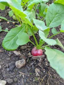 Here's a closer look at one of the growing radishes. These are not quite ready yet, but when harvesting, we always gently remove the surrounding earth first to see if the vegetables are big enough. If not, we push the soil back into place.