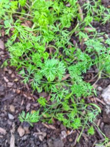 Dill is an annual herb in the celery family Apiaceae. It is the only species in the genus Anethum. Dill is grown widely in Eurasia where its leaves and seeds are used as herbs or spices for flavoring food.