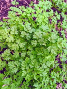 And this is chervil ‘Vertissimo’ - a winter-type herb with green leaves. It has a mild, sweet anise flavor and is popular for salads, micro-greens, and garnishing - it is one of my favorite culinary herbs.