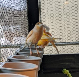 The canaries pull the fibers out one by one. They like to breed when there are about 14-hours of light. The season usually starts around mid-February - they're a bit early this year.