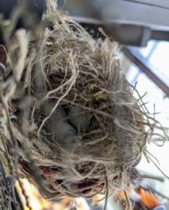 Some canaries work very hard on their nests, adding lots of cotton string, shredded burlap or other materials, while others will build more simple ones. Here's a peek at one of the nests - do you see the three eggs inside?