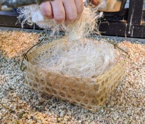 We also place a basket of cotton fiber nesting material at the bottom of the cage. The canaries will take pieces out to build their nests.