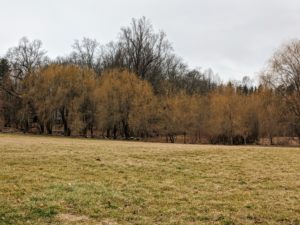 And driving back out of the deep woods, one sees the grove of beautiful weeping willows I planted at the edge the hayfield. We're getting a lot done at my farm, but there's always so much still to do. What winter chores are keeping you busy this weekend? Please share your comments below.