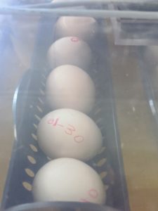 Meanwhile, on my kitchen counter - more eggs in my incubator. These are eggs from the prized barred rock bantams gifted to me by my friend, Ari Katz, last summer. I am so excited to see how they develop.