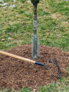 When mulching tree pits, be sure to pull the mulch away from the base of the tree trunk and not up against the trunk.