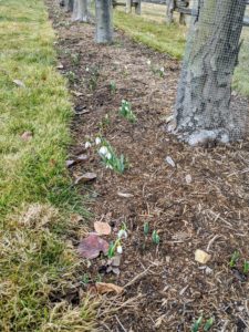 Snowdrops are already up under the Gravenstein apple trees. Snowdrops, Galanthus, produce one very small pendulous bell-shaped white flower which hangs off its stalk like a “drop” before opening.