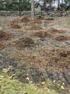 Do you know the difference between compost and mulch? Compost is organic matter that has been decomposed over time, while mulch is the layer of organic materials used as a protective cover.