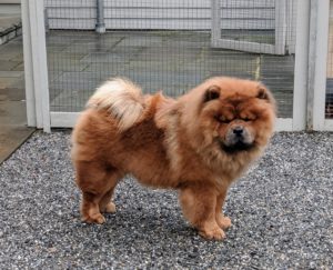 Han is the biggest of the pack, but also the biggest "teddy bear." The Chow has a lovely thick mane, with small rounded ears, giving it the appearance of a lion.