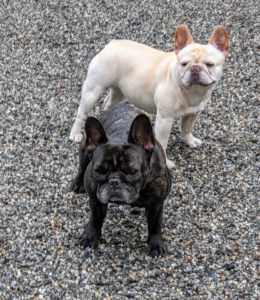 My two dear Frenchies are also from champion breedings by James Dalton of Fabelhaft Kennels in Portsmouth, Ohio. Frenchies, as they are affectionately called, are the result of a 19th century cross between English bulldog ancestors and ratters from France. The breed is now categorized in the American Kennel Club's Non-Sporting Group.
