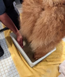 All the dogs' feet are also washed each day to remove any mud and dirt from their paws. I like to keep a small basin by the door, so it is easy to clean their feet as soon as they come in from their walk.
