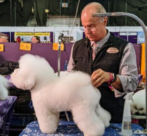 The Bichon Frise is another member of the non-sporting group of dog breeds in the US. The Bichon Frise is a small, sturdy, white powder puff of a dog with a merry temperament.