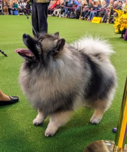 I am quite fond of the Keeshond - I once had one of my own. This is a medium-sized sturdy breed that is smart and eager to learn.