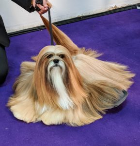 This Lhasa Apso looks ready to show. This breed is a non-sporting dog breed originating in Tibet. It was bred as an indoor sentinel in the Buddhist monasteries, to alert the monks to any intruders who entered.
