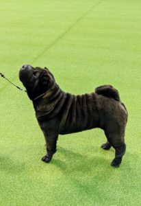 The dogs do not compete against each other, but against the standard of the breed - the dog's ideal description for appearance, movement, and temperament. This dog is named Eight-Ball.