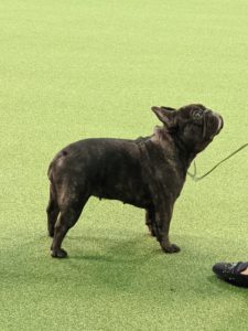 Prada won Best of Breed for the Frenchies and advances to the group competition - it's all so exciting. Congratulations, Prada. I'll share more photos from the Westminster Kennel Club Dog Show in my next blog - stay tuned.