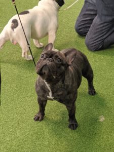 It's hard to resist the face of a French Bulldog. This affectionate and playful breed is best known for its wrinkly face and bat-like ears. This one is a brindle like my Bete Noire.