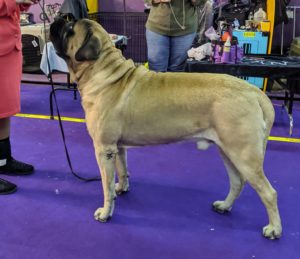 The colossal Mastiff belongs to a canine clan as ancient as civilization itself. The rectangular body is deep and thickly muscled, covered by a short double coat of fawn, apricot, or brindle stripes.