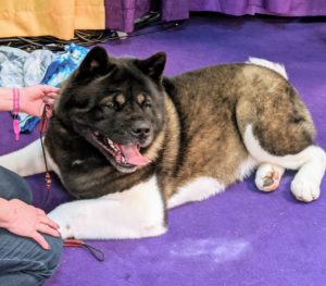The Akita is a large breed originating from the mountainous regions of northern Japan. In their native land, they are venerated as family protectors and symbols of good health, happiness, and long life. Akitas have a dense coat that comes in several colors, including white.