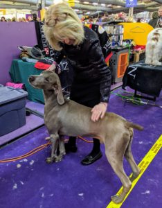 Instantly recognized by a distinctive silvery-gray coat, Weimaraners stand anywhere from 23 to 27 inches at the shoulder. The Weimaraner, Germany’s sleek and swift “Gray Ghost,” is beloved by hunters and pet owners alike for their friendliness, obedience, and beauty.