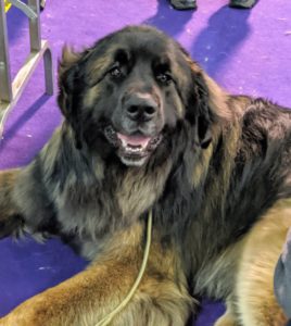 The Leonberger is a giant dog breed, whose name derives from the city of Leonberg in Baden-Württemberg, Germany. It has a medium-long waterproof coat, lush triangular ears, a bushy tail, and a black face-mask that frames its dark-brown eyes.