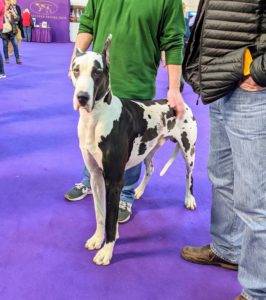 As tall as 32-inches at the shoulder, Great Danes tower over most other dogs. The coat comes in different colors and patterns, perhaps the best-known being the black-and-white patchwork pattern known as “harlequin.”