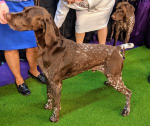 Another sporting dog is the handsome German Shorthaired pointer. The versatile, medium-sized German Shorthaired Pointer is an enthusiastic gun dog of all trades who thrives on vigorous exercise, positive training, and a lot of love.