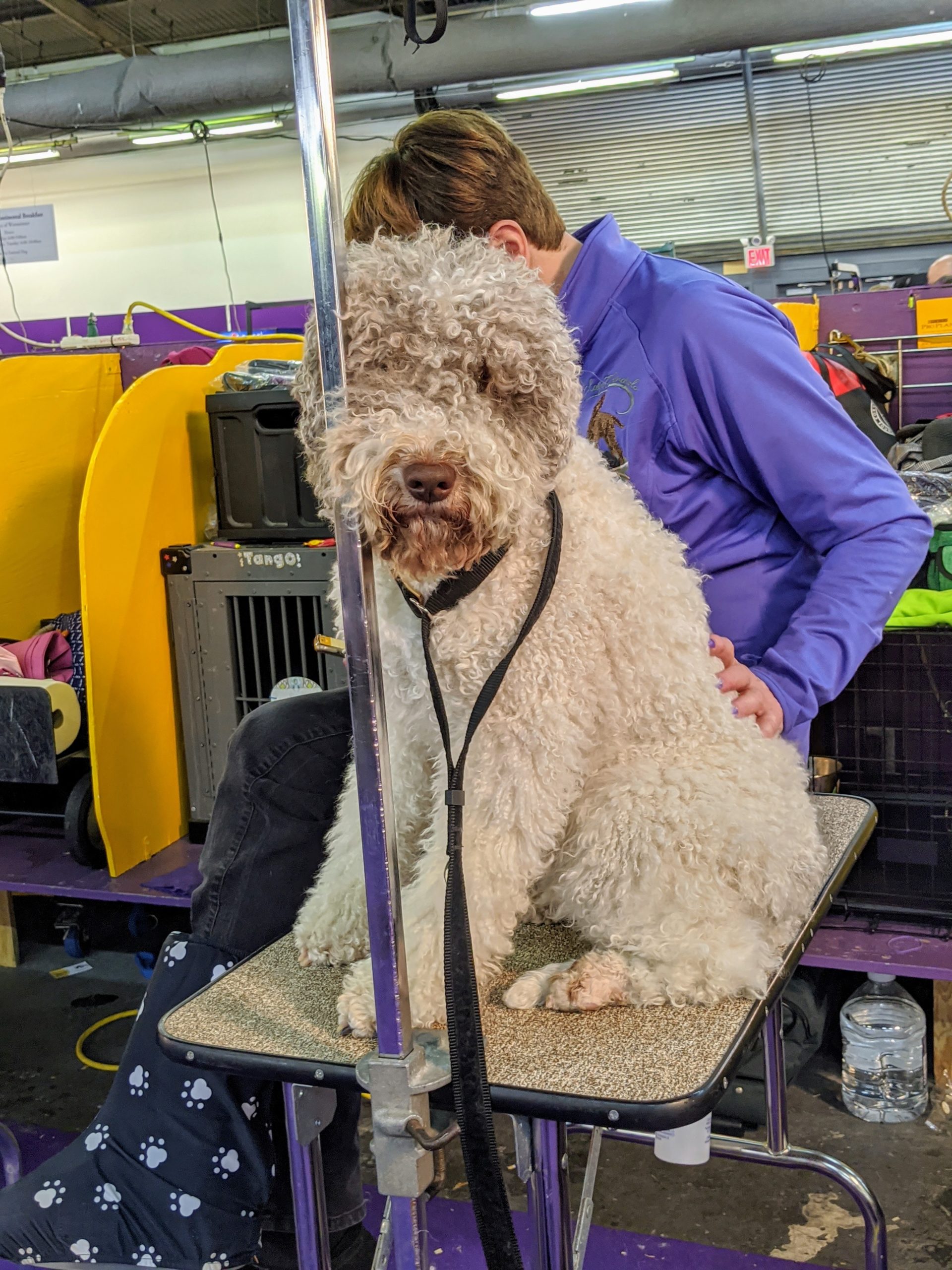 The Martha Stewart Blog Blog Archive The 144th Westminster Kennel Club Dog Show Part Two