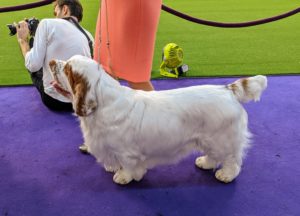The Clumber Spaniel is the largest of the spaniels, and comes in predominantly white with either lemon or orange markings.