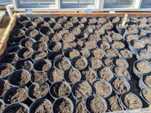 If planting bare-root cuttings, always do this before new growth starts. This cold frame has enough room for our hostas, a collection of potted anemones, and others.