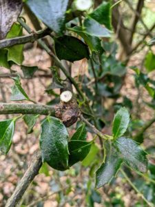 It is best to prune holly while the plant is dormant - in winter. Always be sure the pruning cuts are clean and smooth to encourage rapid wound healing. And cut branches just above new leaf buds.