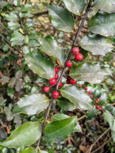 Holly is among the most recognizable plants with its shiny leaves and red berries. Known botanically as Ilex, holly is a genus of about 480 species of flowering plants in the family Aquifoliaceae. The species include evergreen or deciduous trees, shrubs, and climbers from tropics to temperate zones worldwide.