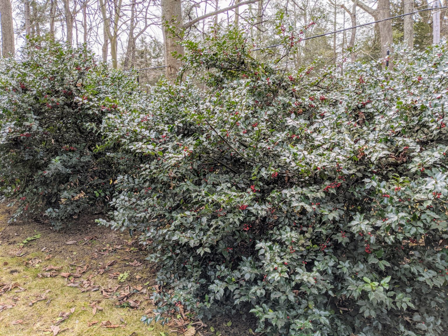 Pruning the Holly The Martha Stewart Blog