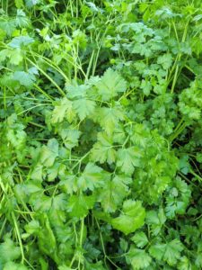 All the greens are looking fantastic this season. Here's our bed of parsley. Parsley is a flowering plant native to the Mediterranean. It derives its name from the Greek word meaning "rock celery." It is a biennial plant that will return to the garden year after year once it is established.