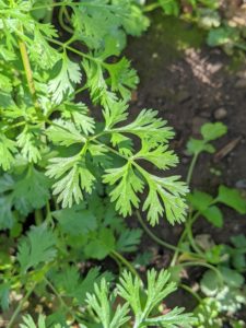 Cilantro, Coriandrum sativum, is also known commonly as coriander or Chinese parsley. Coriander is actually the dried seed of cilantro. Cilantro is a popular microgreen garnish that complements meat, fish, poultry, noodle dishes, and soups.