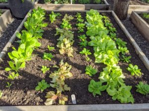 And everyone knows I love fresh lettuce. It’s a real treat to have lettuce like this all year long. This leafy lettuce has excellent flavor and texture. Here, one can see how we grow it in succession, so there is always lettuce ready to pick.